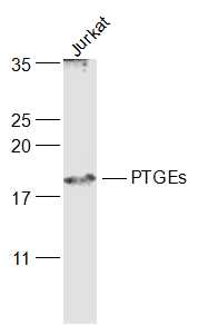 Rabbit Anti-PTGEs Polyclonal Antibody