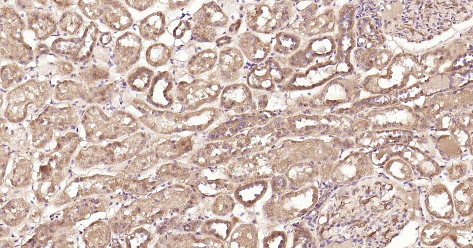 Rabbit anti-Stat3 Monoclonal Antibody