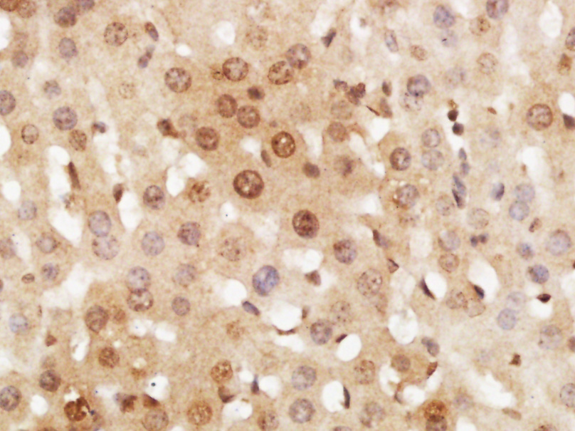 Rabbit Anti-RNF7 Polyclonal Antibody