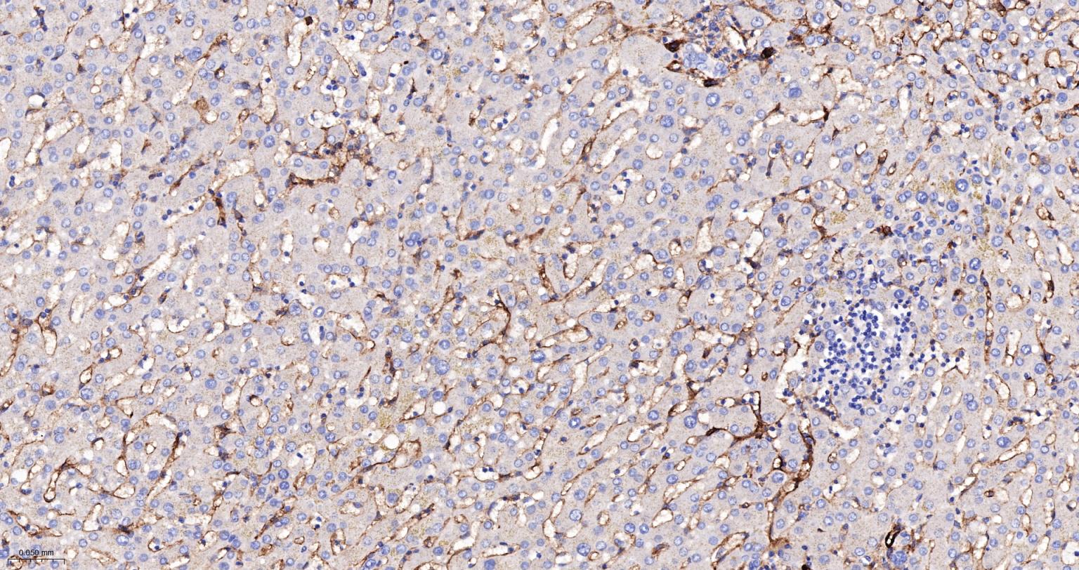 Rabbit anti-CD105 Polyclonal Antibody