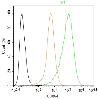 Rabbit anti-CD86 Polyclonal Antibody