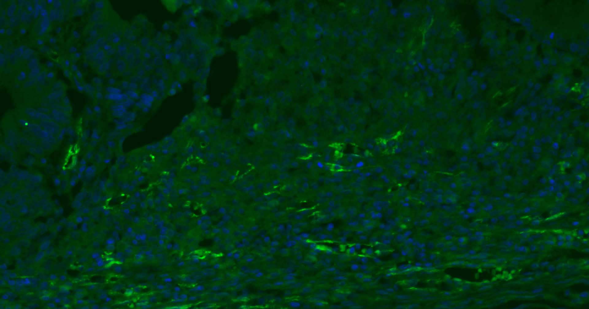Mouse anti-CD31 Monoclonal Antibody
