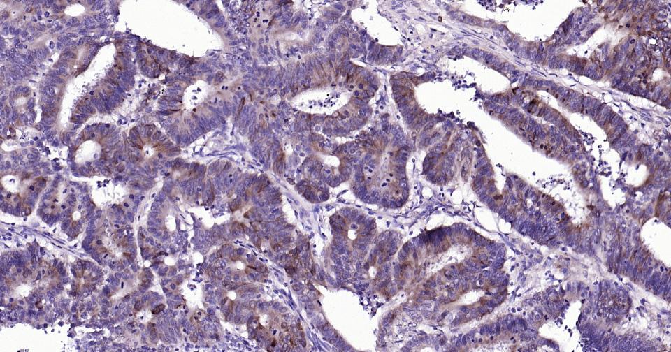 Rabbit anti-Caspase-9 Monoclonal Antibody