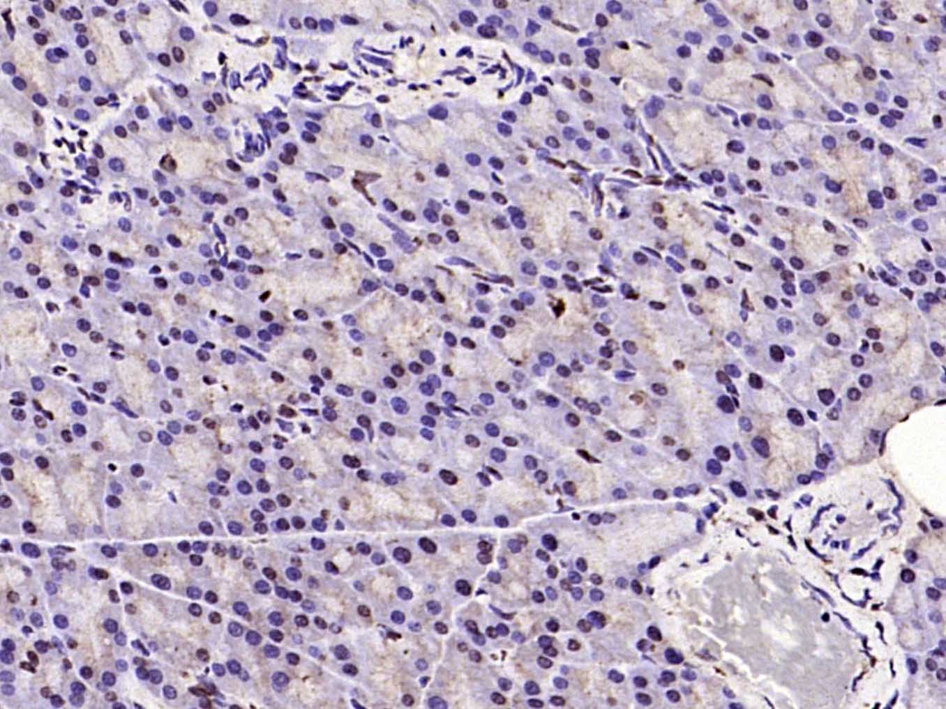 Rabbit anti-Histone H3(Acetyl K23) Polyclonal Antibody