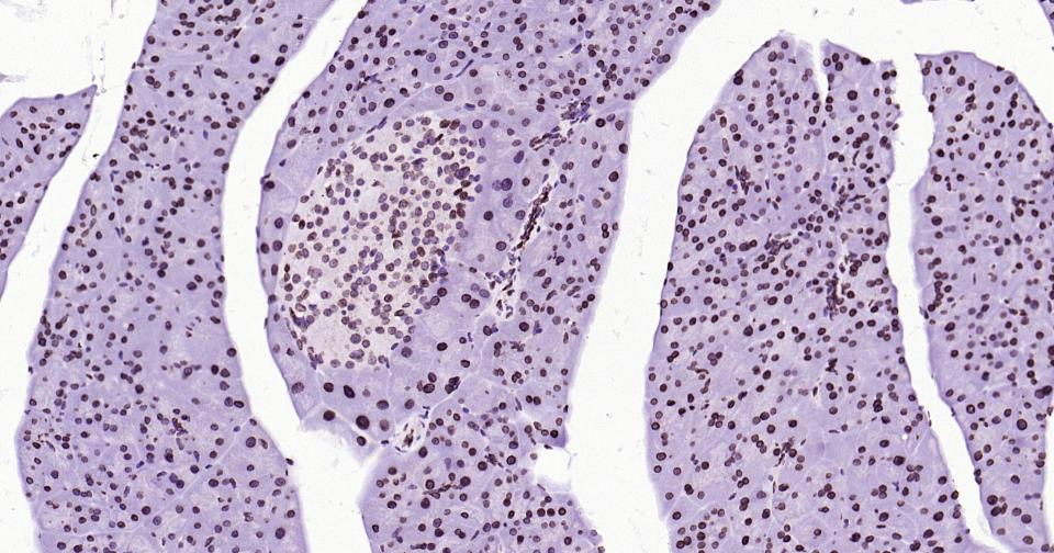 Rabbit anti-Lamin B1 Monoclonal Antibody