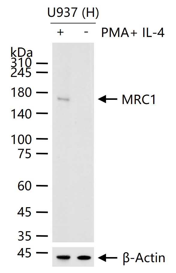 Rabbit anti-Macrophage Mannose Receptor 1 Monoclonal Antibody