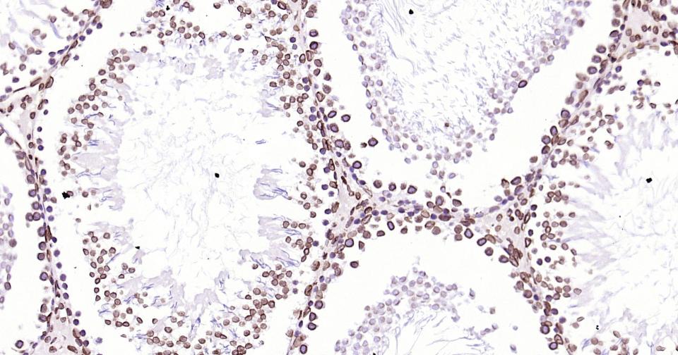 Rabbit anti-Lamin B1 Monoclonal Antibody