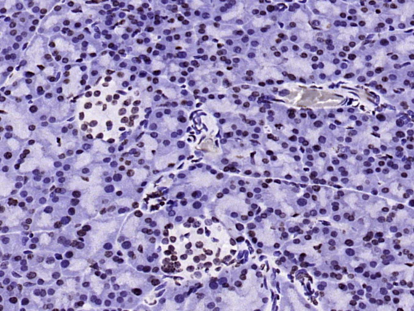 Mouse anti-MonoMethyl-Histone H3(Lys9) Monoclonal Antibody(3F8)