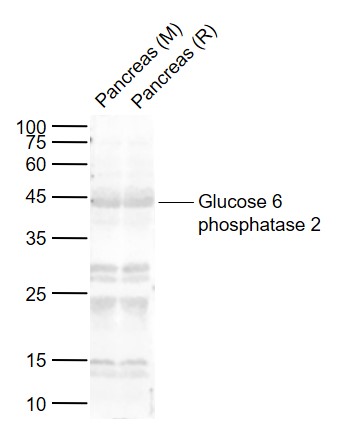 Rabbit anti-Glucose 6 phosphatase 2 Polyclonal Antibody