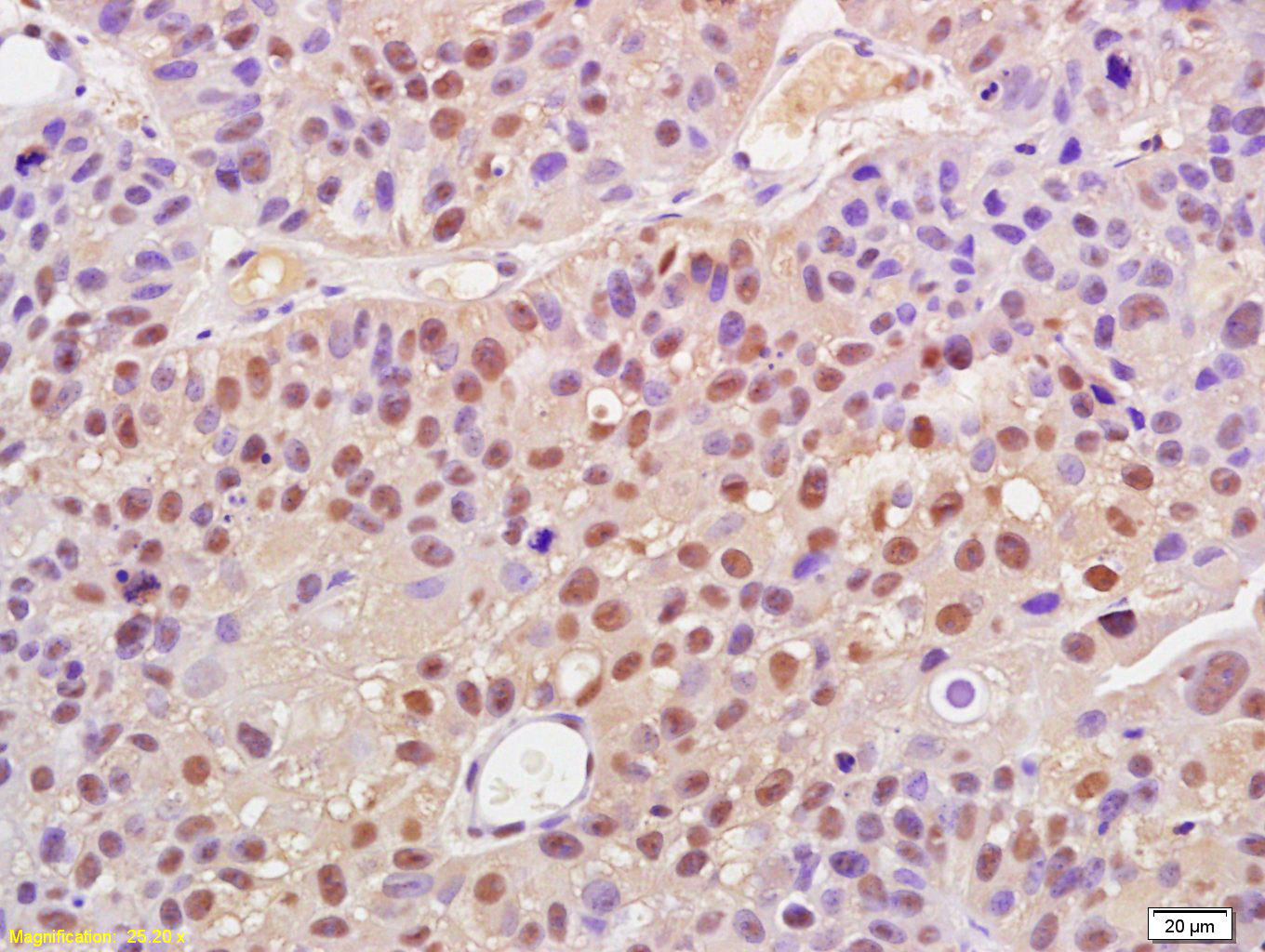 Rabbit anti-Phospho-Cyclin B1(Ser147) Polyclonal Antibody