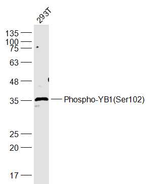 Rabbit anti-Phospho-YB1(Ser102) Polyclonal Antibody