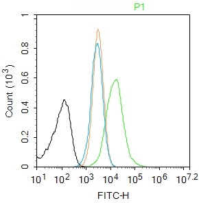 Rabbit anti-Phospho-SirT1(Ser27) Polyclonal Antibody