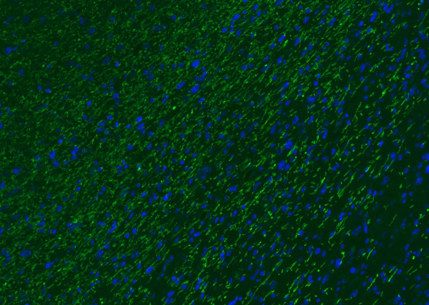 Rabbit anti-MBP Polyclonal Antibody
