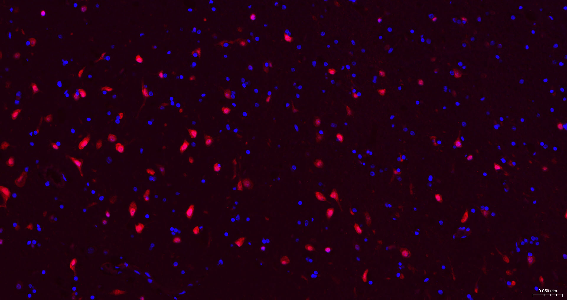 Rabbit anti-NeuN Monoclonal Antibody