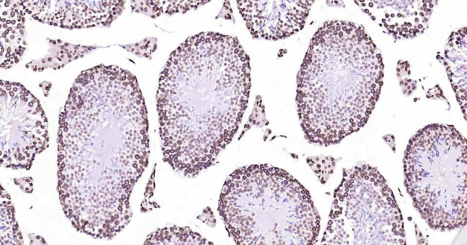 Rabbit anti-Lamin B1 Monoclonal Antibody