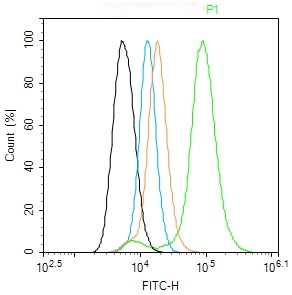 Rabbit anti-Phospho-Doublecortin(Ser128) Polyclonal Antibody