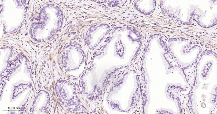 Rabbit anti-bFGF Monoclonal Antibody