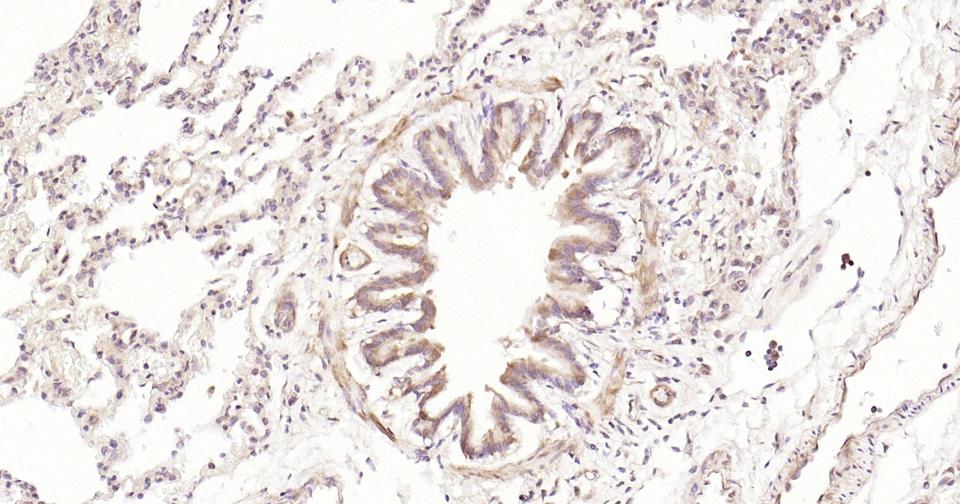 Rabbit anti-Stat3 Monoclonal Antibody