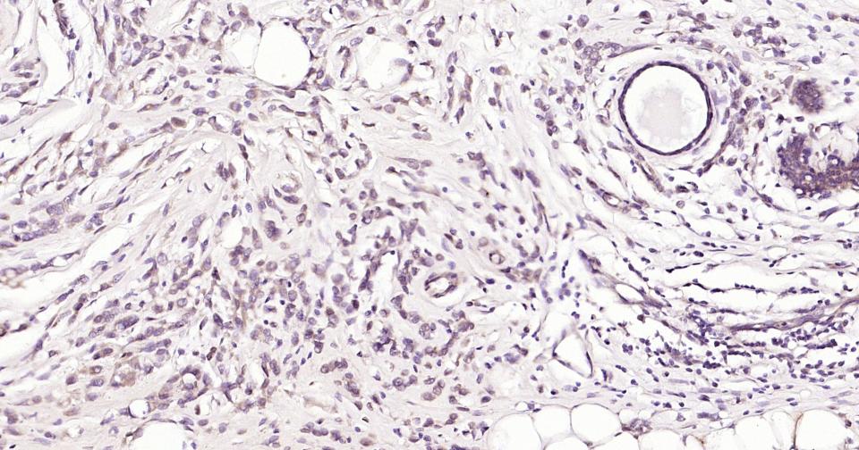Rat anti-PTEN Monoclonal Antibody