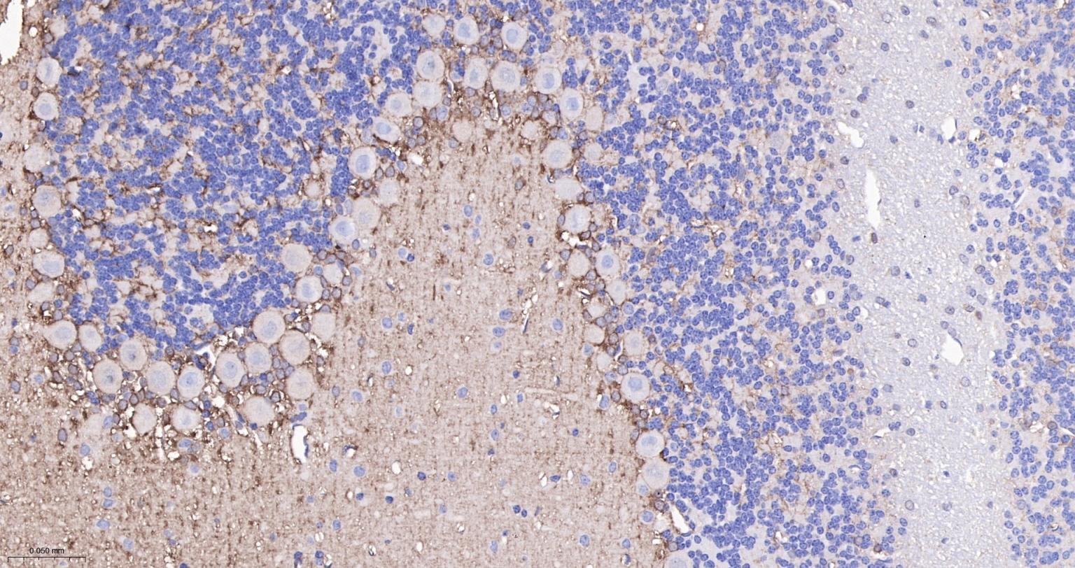 Rabbit anti- BDNF Monoclonal Antibody