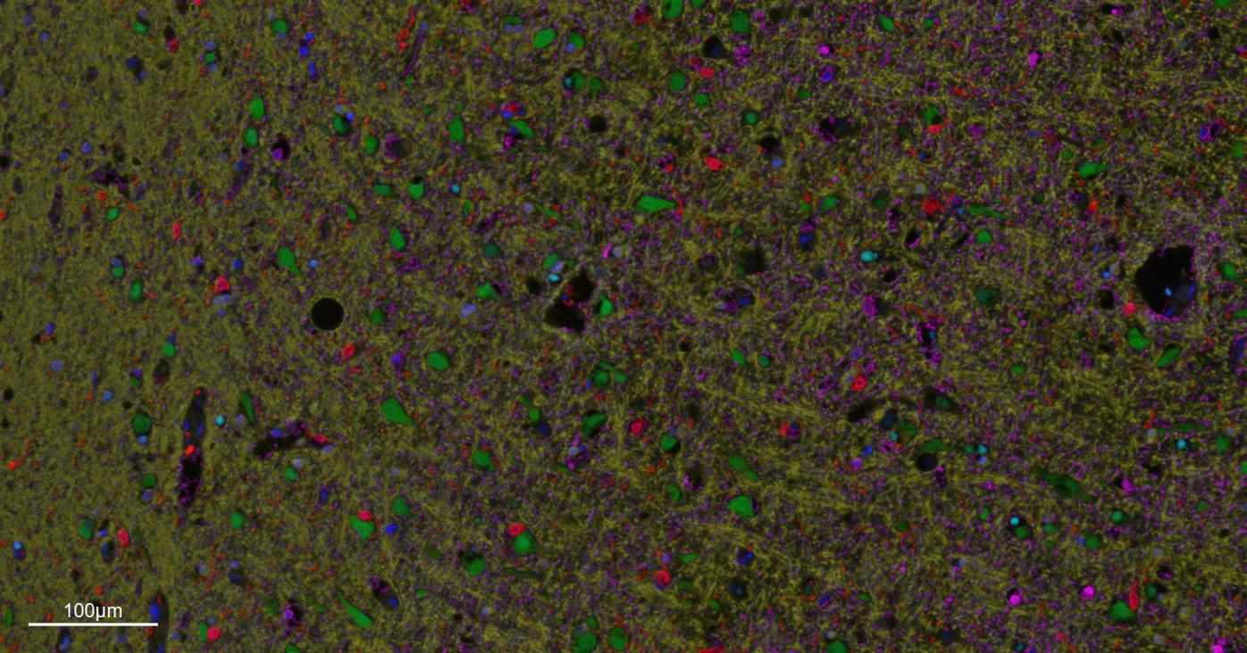 Rabbit anti-NeuN Monoclonal Antibody