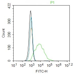 Rabbit anti-Phospho-AKT1(Ser129) Polyclonal Antibody