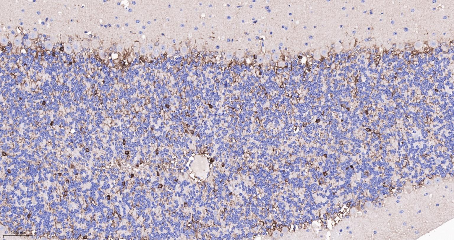 Rabbit anti- BDNF Monoclonal Antibody