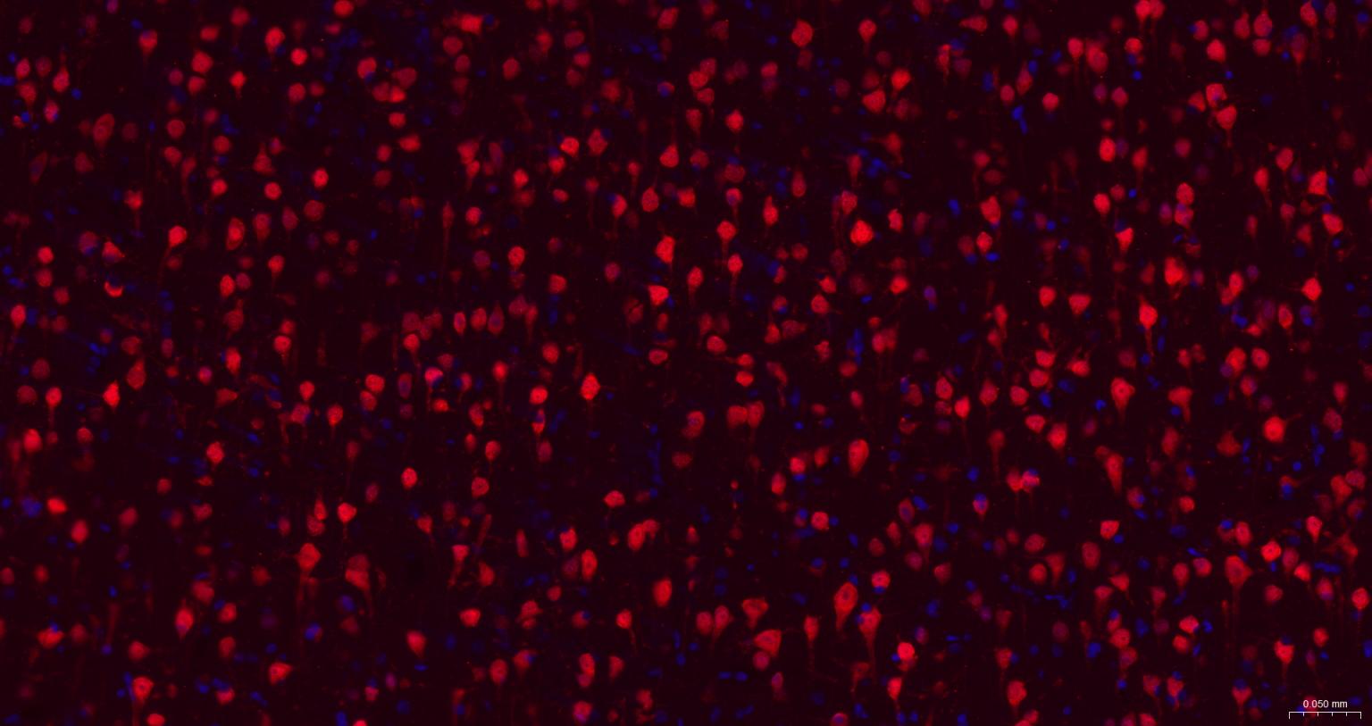 Rabbit anti-NeuN Monoclonal Antibody