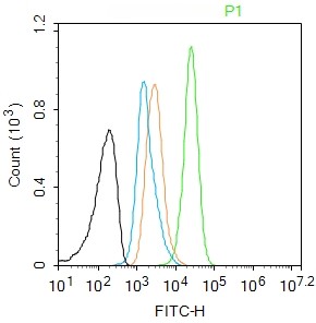 Rabbit anti-Stat3 Monoclonal Antibody