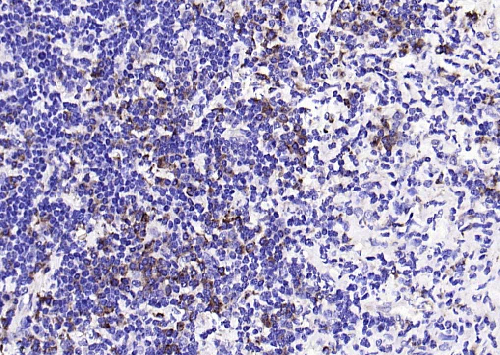 Rabbit anti-Phospho-PKR(Thr446) Monoclonal Antibody