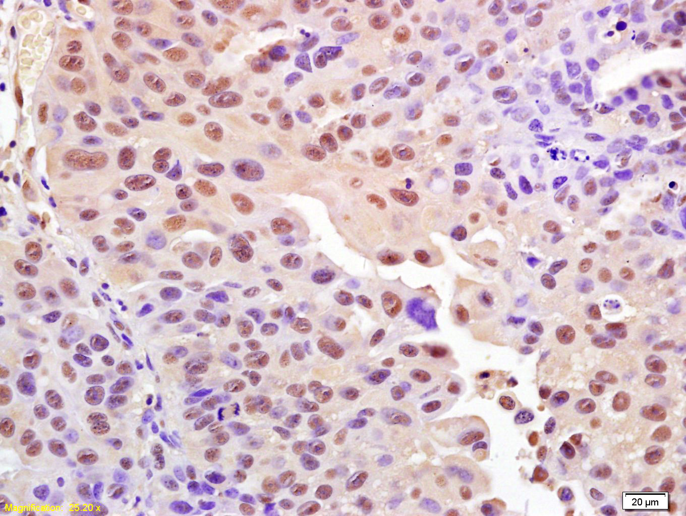 Rabbit anti-Phospho-Histone H2A.X(Ser139) Polyclonal Antibody