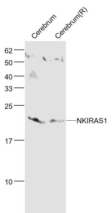 Rabbit anti-NKIRAS1 Polyclonal Antibody