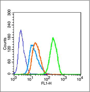 Rabbit anti-Phospho-mTOR(Ser2481) Polyclonal Antibody