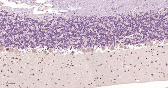 Rabbit anti-NGF Monoclonal Antibody