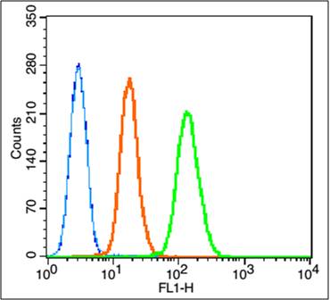 Rabbit anti-caspase-9 p10 Polyclonal Antibody
