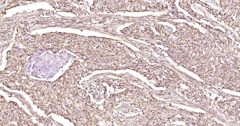 Rabbit anti-CD9 Monoclonal Antibody
