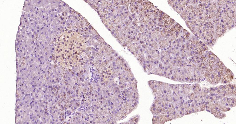 Rat anti-PTEN Monoclonal Antibody