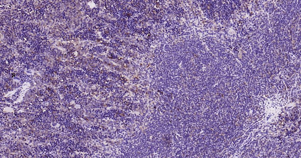Rabbit anti-Galectin 3 Polyclonal Antibody