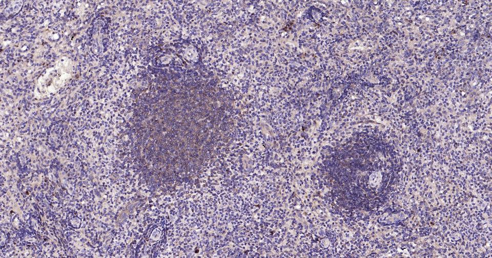 Rabbit anti-Bax Monoclonal Antibody