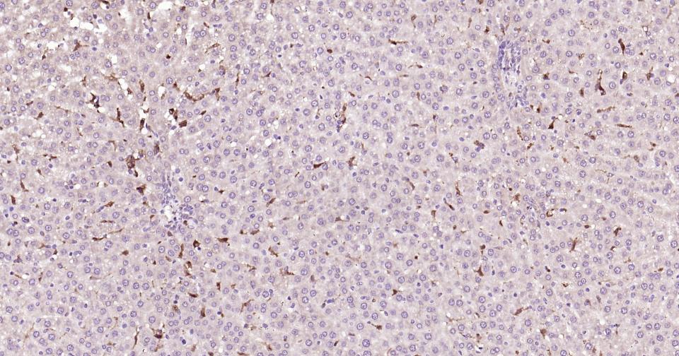 Rabbit anti-Galectin 3 Polyclonal Antibody