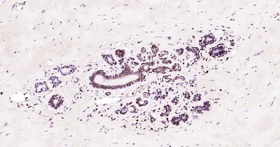 Rabbit anti-Lamin B1 Monoclonal Antibody