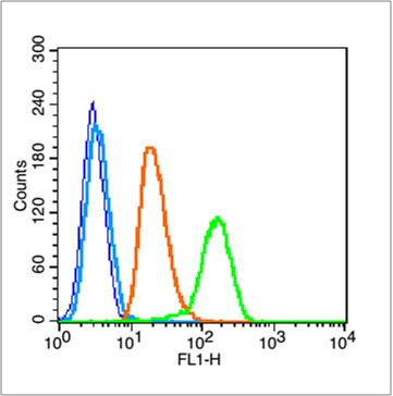 Rabbit anti-NFkB p105 Polyclonal Antibody