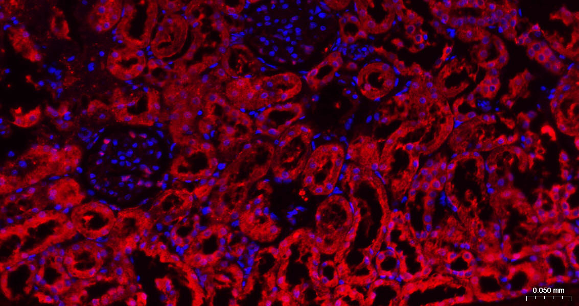 Rabbit anti-GAPDH Polyclonal Antibody
