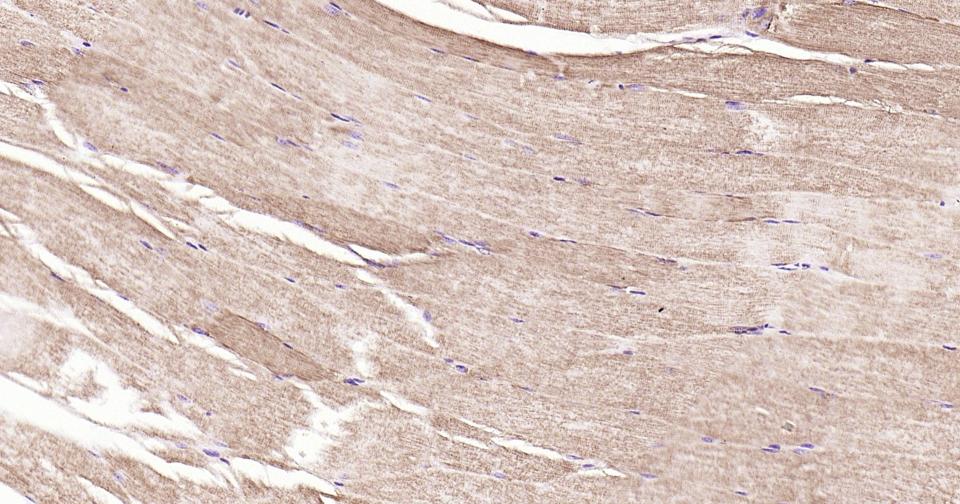 Rabbit anti-Cytochrome C Monoclonal Antibody