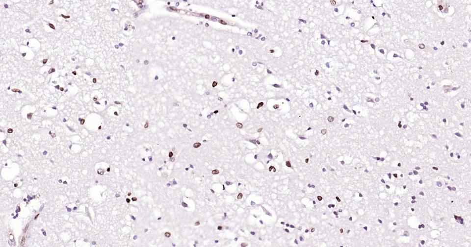 Rabbit anti-Lamin B1 Monoclonal Antibody
