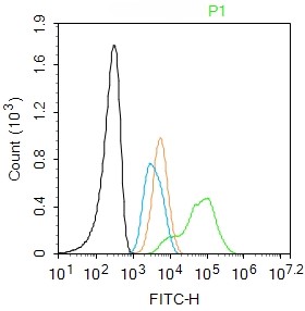 Rabbit Anti-HOXB4 Polyclonal Antibody