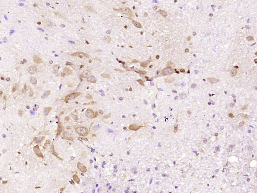 Mouse anti-Aquaporin 4  Monoclonal Antibody