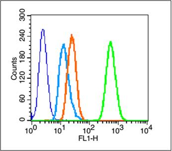 Rabbit anti-Phospho-HSP27(Ser78) Polyclonal Antibody