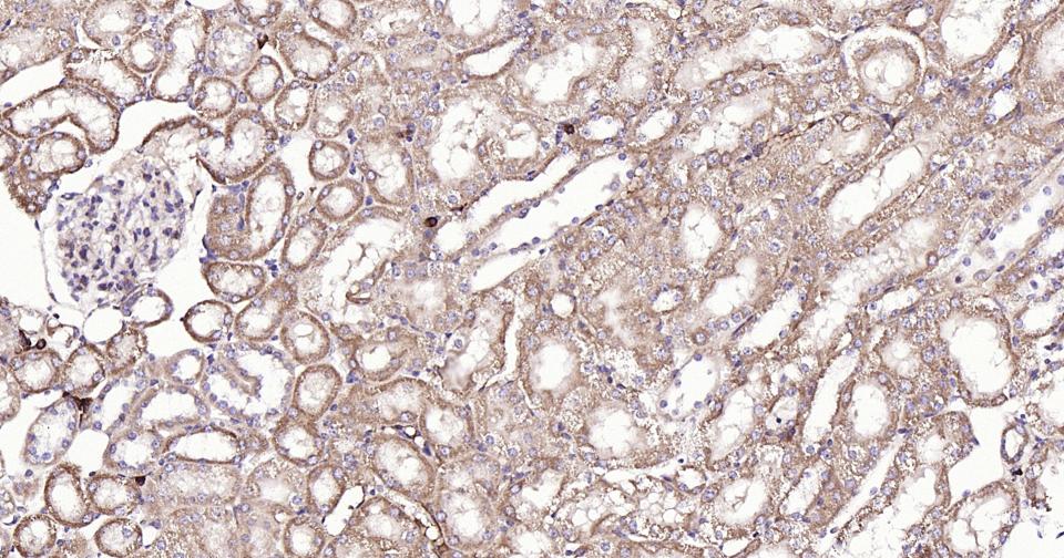 Rabbit anti-Bax Monoclonal Antibody