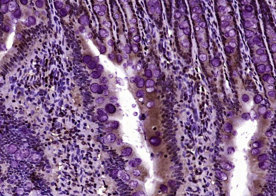 Rabbit anti-Histone H3(Acetyl K27) Polyclonal Antibody